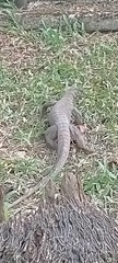Varanus nebulosus