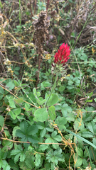 Trifolium incarnatum