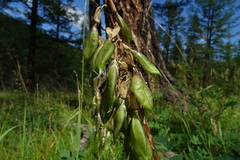 Astragalus frigidus