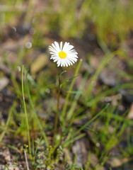 Allittia uliginosa