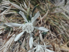 Pancratium