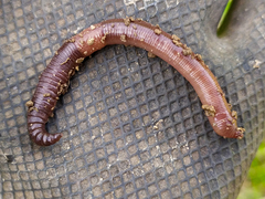 Lumbricus rubellus
