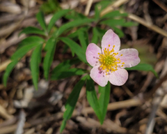 Anemonoides uralensis