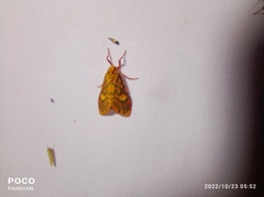 Ammatho cuneonotatus