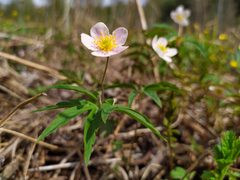 Anemonoides uralensis
