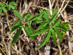 Anemonoides uralensis