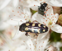 Castiarina decemmaculata