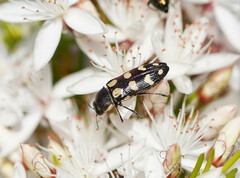 Castiarina decemmaculata