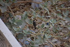 Pycnonotus leucotis