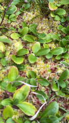 Leptarrhena pyrolifolia