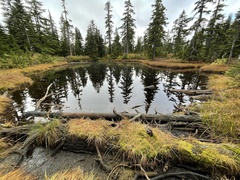 Leptarrhena pyrolifolia