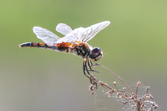 Macrodiplax balteata