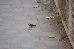 Pycnonotus leucotis