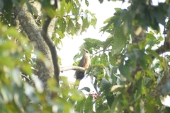 Taccocua leschenaultii