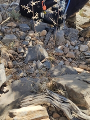 Helichrysum glumaceum