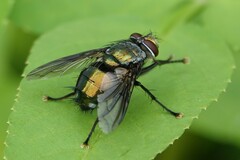 Oestroidea