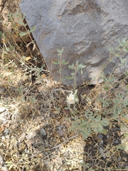 Helichrysum glumaceum