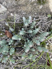 Petrosedum rupestre