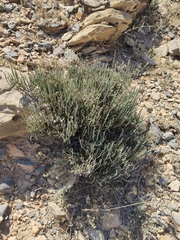 Ephedra pachyclada