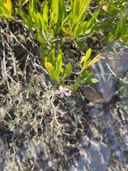 Zygophyllum indicum