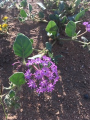 Abronia villosa