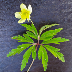 Anemonoides uralensis