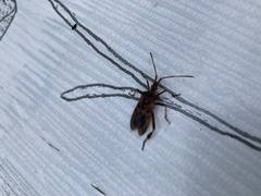 Leptoglossus occidentalis