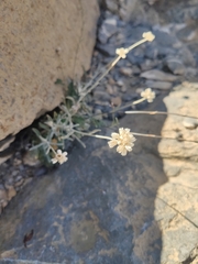 Helichrysum glumaceum