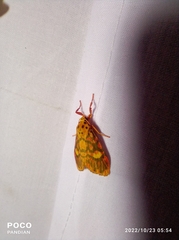 Ammatho cuneonotatus