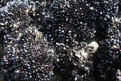 Xenostrobus neozelanicus