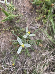 Albuca nelsonii
