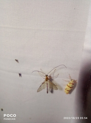 Cnaphalocrocis medinalis