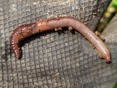 Lumbricus rubellus