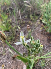 Albuca nelsonii