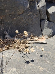 Helichrysum glumaceum