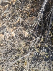 Helichrysum glumaceum