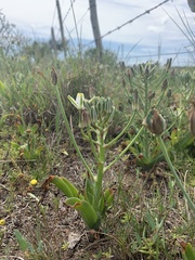 Albuca nelsonii