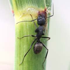 Camponotus japonicus