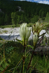 Gentiana algida