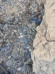 Helichrysum glumaceum