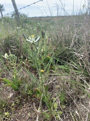 Albuca nelsonii
