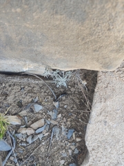 Helichrysum glumaceum