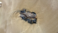 Callorhinchus milii