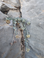 Telephium sphaerospermum