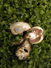 Agaricus iodosmus
