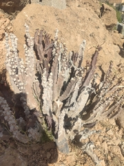 Desmidorchis penicillata