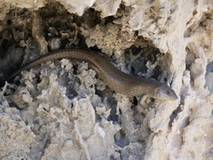 Egernia kingii