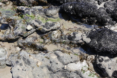 Papenfussiella lutea