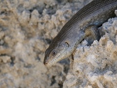 Egernia kingii