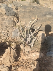 Desmidorchis penicillata